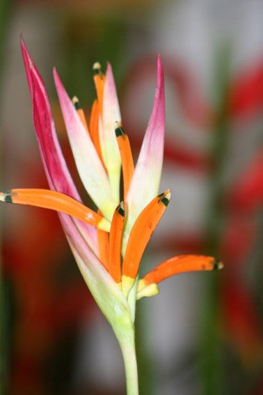 Flor 8