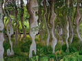 ARBOLES