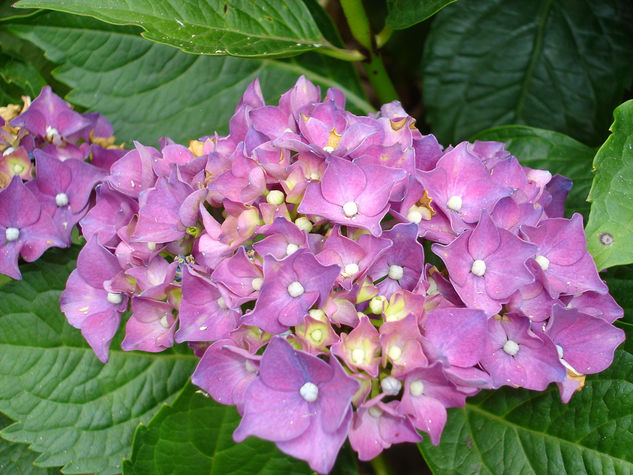 Hortensia violeta 