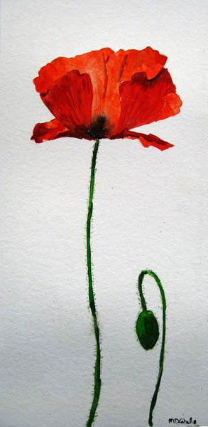 Amapola 3