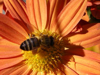 Abeja