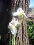 Flor blanca