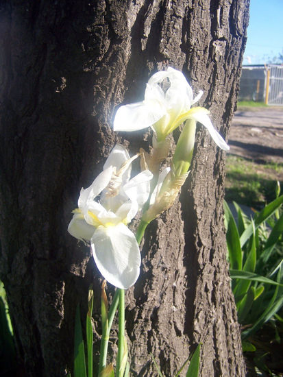 Flor blanca 