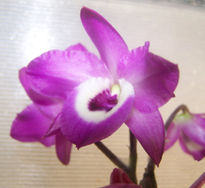 Orquidea