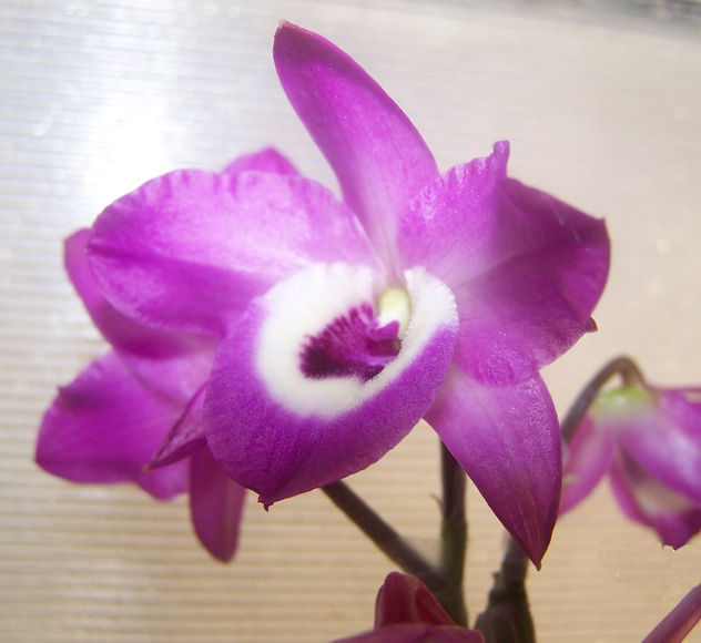 Orquidea