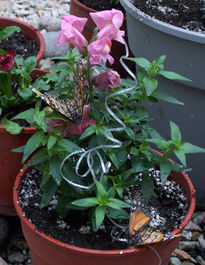 Mariposas y conejitos