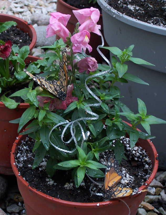 Mariposas y conejitos