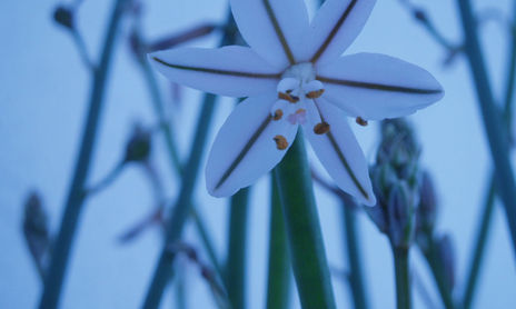 flores