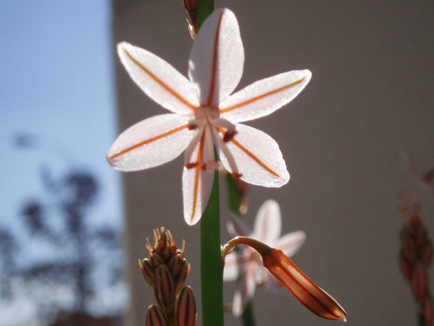 florsoldeinvierno