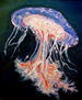 FONDO MARINO: Medusa"