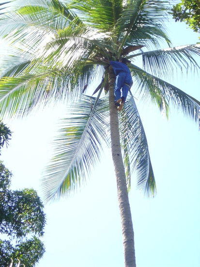 sacando  cocos Viajes Color (Digital)