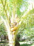 palmera brasil