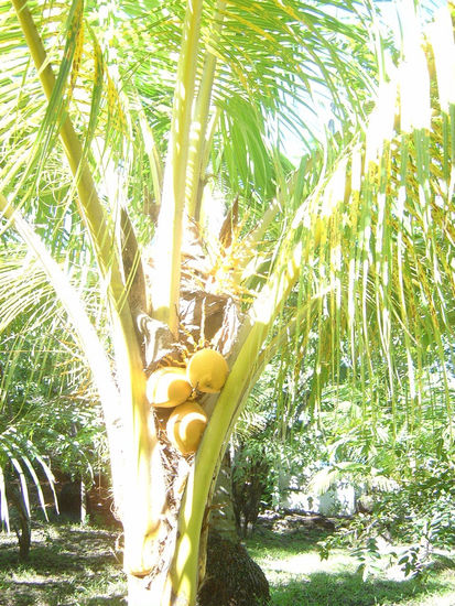 palmera brasil Travel Color (Digital)