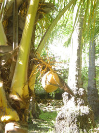 Fruto de palmera