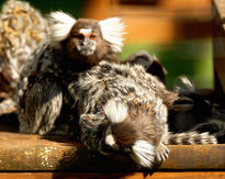 Monicos Bonicos.