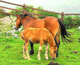 En la pradera, zipitoste maggic