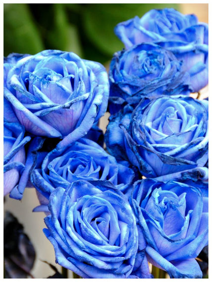 Rosas azules