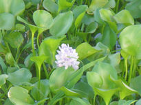 Flor de camalote