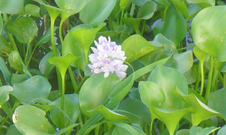 Flora de San Pedro, Buenos Aires