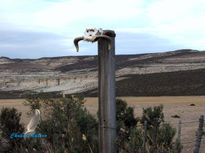 Meseta y Soledad.