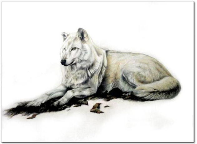 lobo