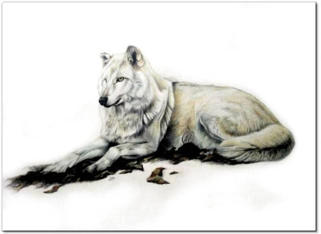 lobo Pencil (coloured) Paper Landscaping