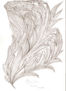PLUMA