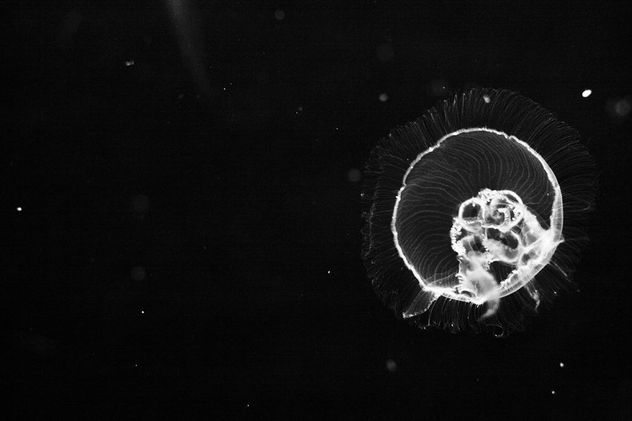 Medusas 1, serie Medusas (4 fotos )
