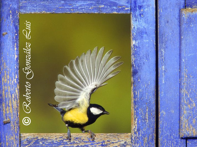 "CARBONERO EN VENTANA" Nature Color (Manual)