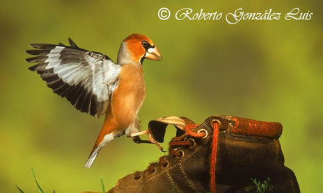 AVES CON ARTE