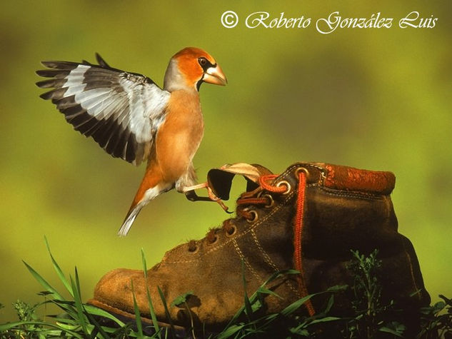 "PICOGORDO CON BOTA" Nature Color (Manual)