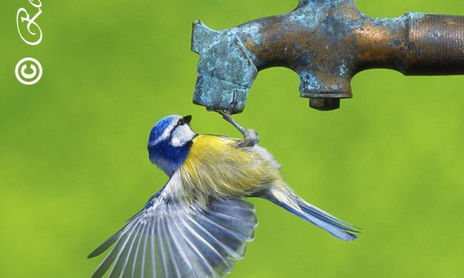 ECO-ARTE