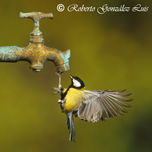 ECO-ARTE thumbnail 2