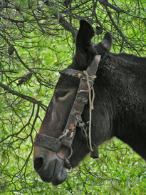 Platero o no