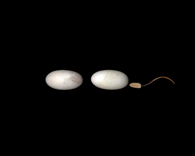 serie memoria de la naturaleza