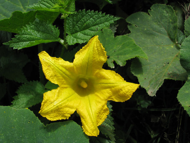 Flor de calabaza 