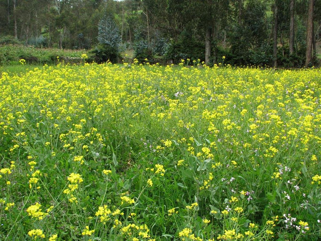 Flores de mostaza 