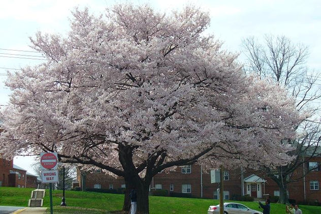 arbol de primavera