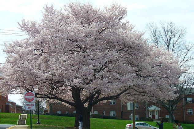 arbol de primavera 