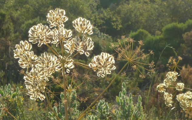 LUZ DE FLOR 