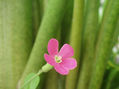 erecta
