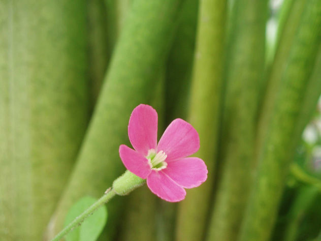 erecta