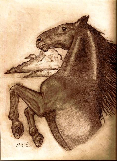 caballo salvaje