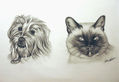 Toby y Zarco