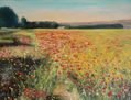 Campo de amapolas