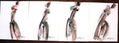 SERIE DE DESNUDOS EXPRESIONISTAS