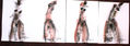 SERIE DE DESNUDOS EXPRESIONISTAS