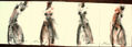 SERIE DE DESNUDOS EXPRESIONISTAS