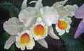 orquideas.