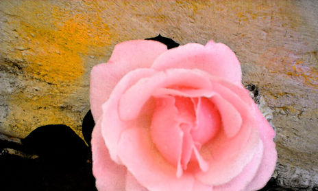 Rosas y flores